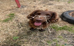 Cocker Spaniel dogs for stud: KC Registered Working Cocker Spaniel Stud “Chase” - Image 7