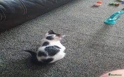 British Shorthair cats for sale: Beautiful kittens for sale  - Image 11