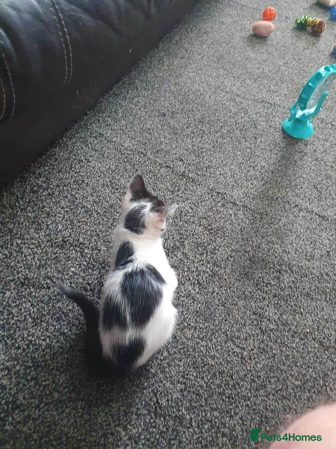 British Shorthair cats for sale: Beautiful kittens for sale  - Image 11
