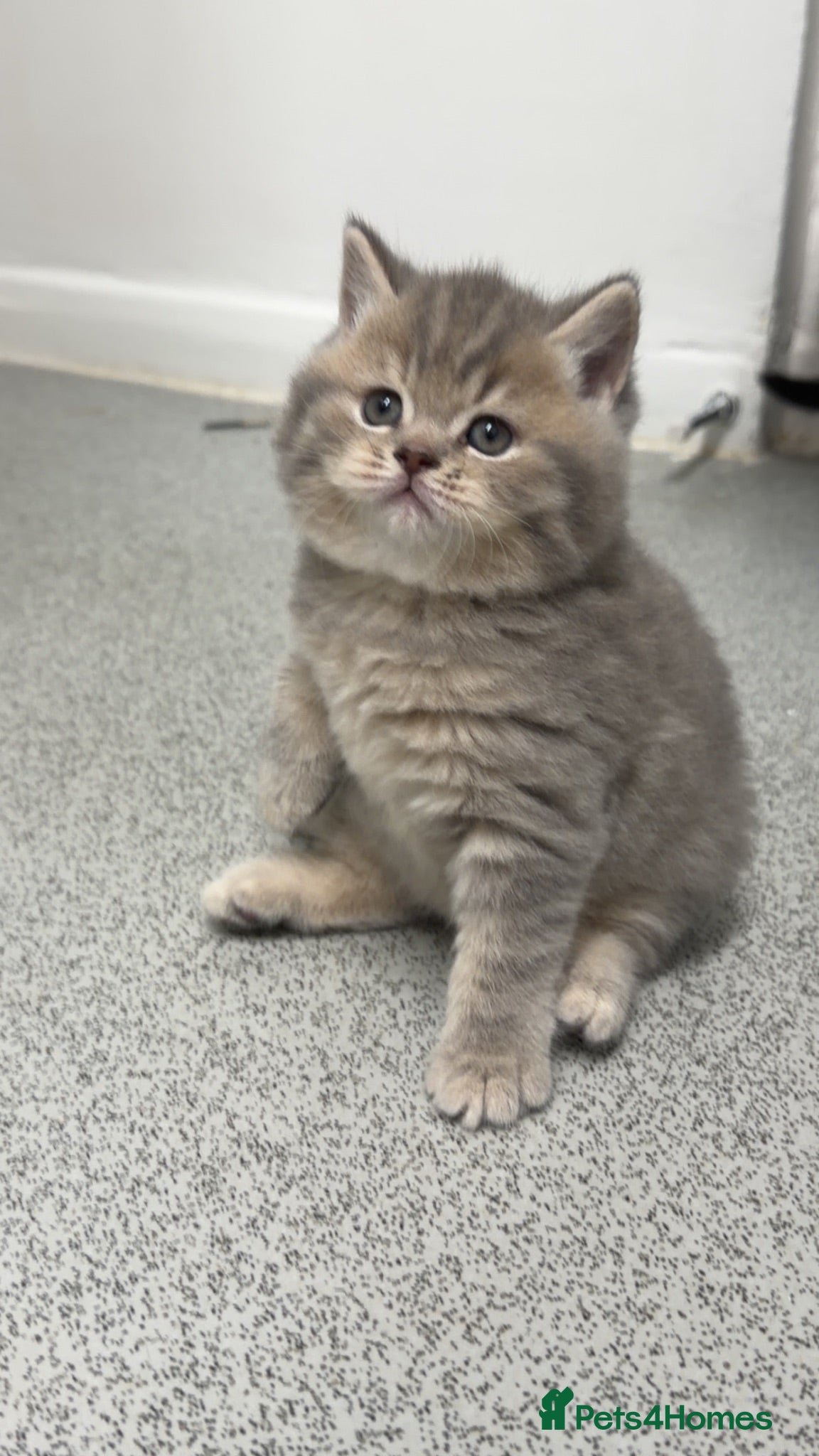 Scottish Fold cats Beautiful Scottish Straight kittens - Advert 1