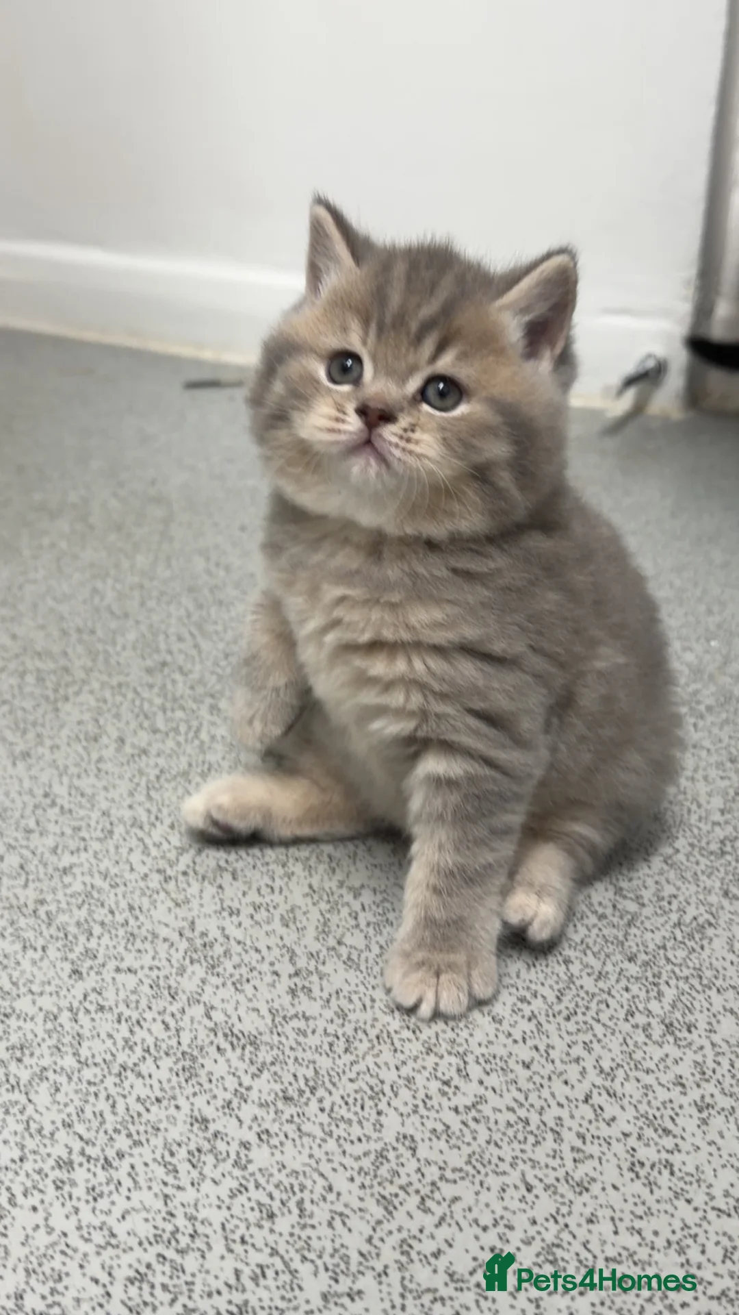 Scottish Fold cats for sale: Beautiful Scottish Straight kittens - Advert 1