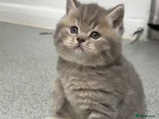 Scottish Fold cats Beautiful Scottish Straight kittens - Advert 3