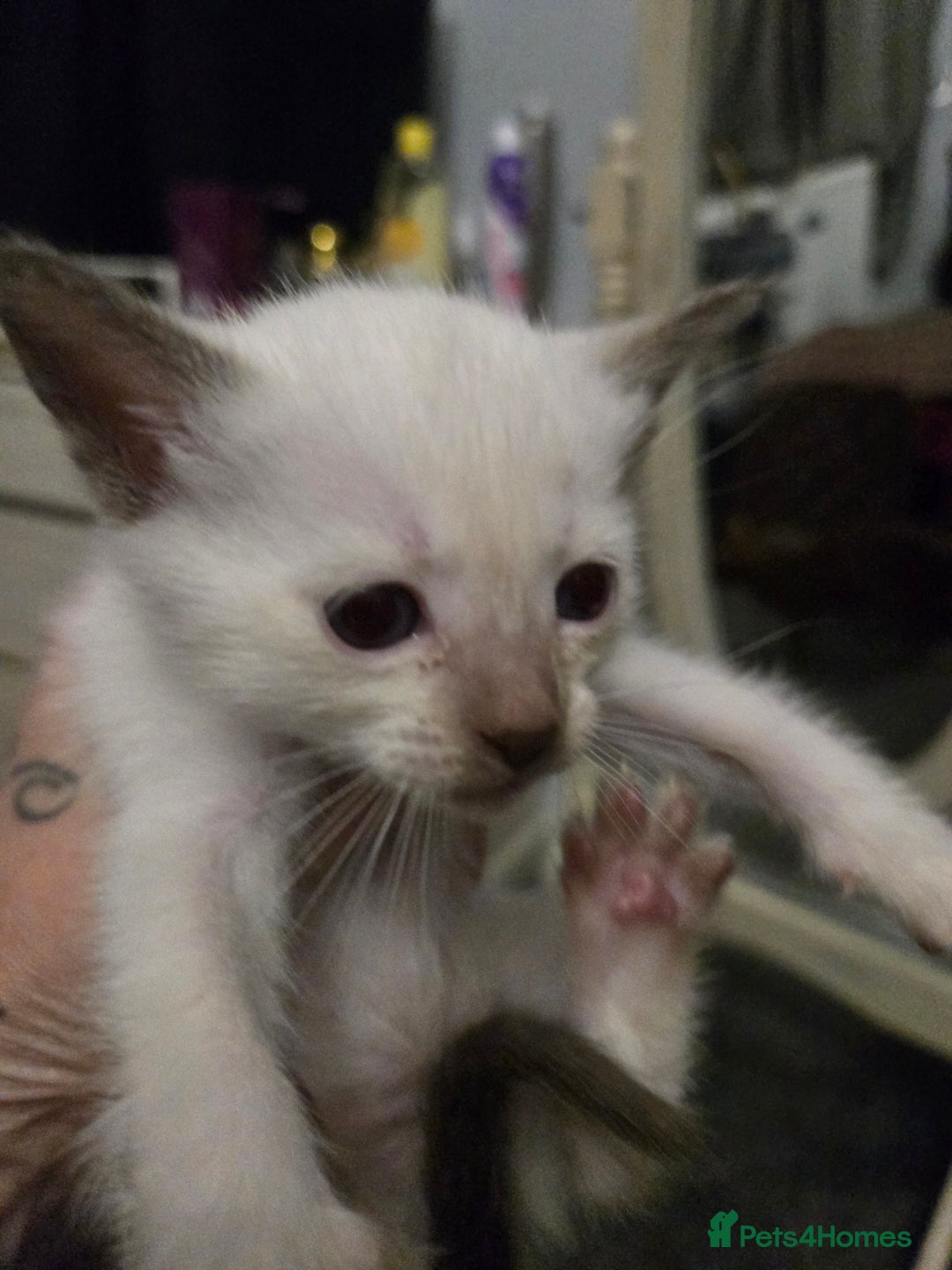 Siamese cats for sale: 2 chocolate point siamese girls and one Havana boy - Image 4