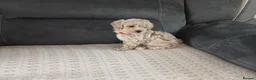 Maltipoo dogs for sale: Maltipoo puppies - Advert 32