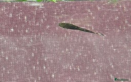 Plecos fish for sale: Baby Bristlenos Plecos - Image 6