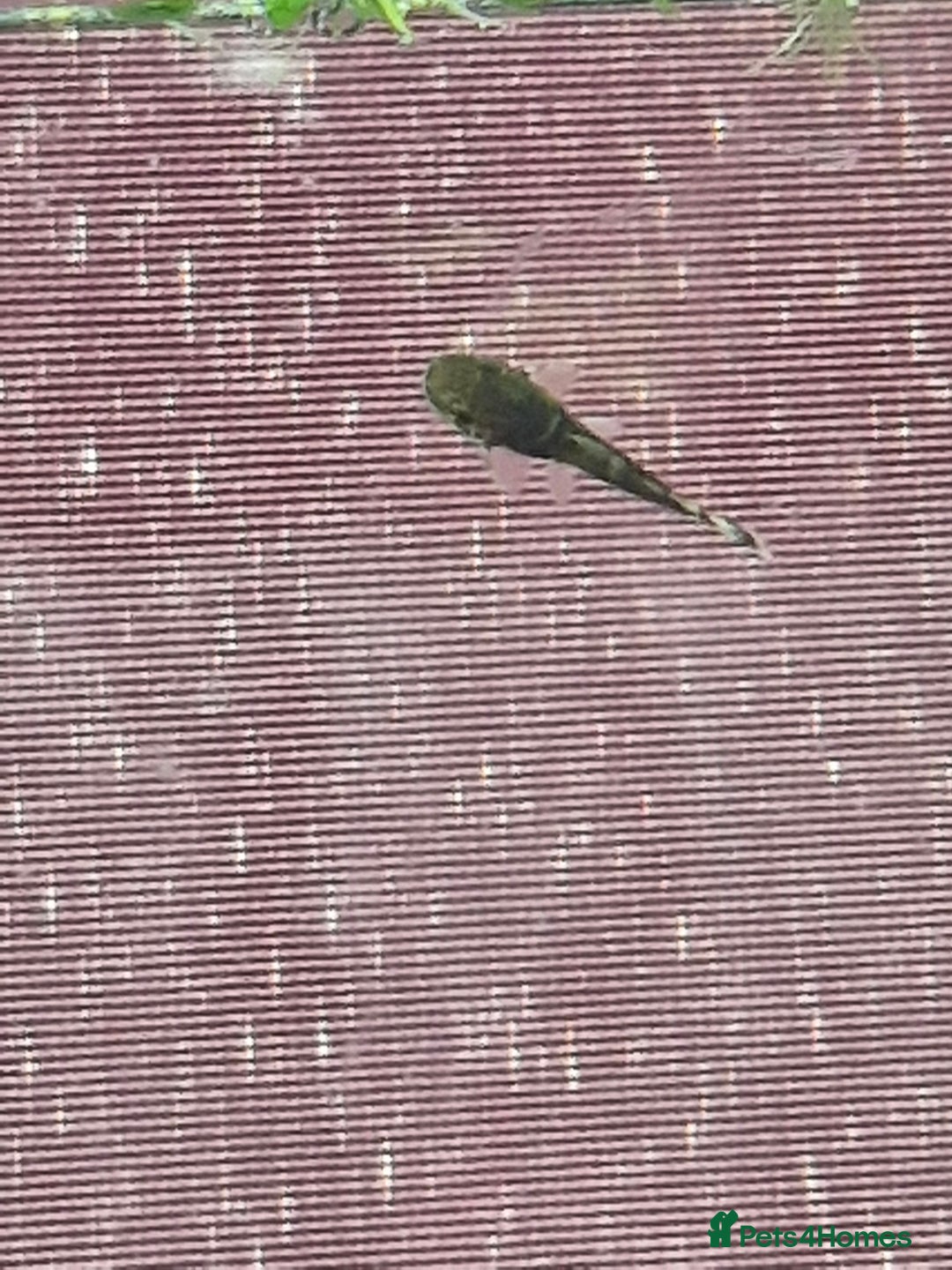 Plecos fish for sale: Baby Bristlenos Plecos - Image 6