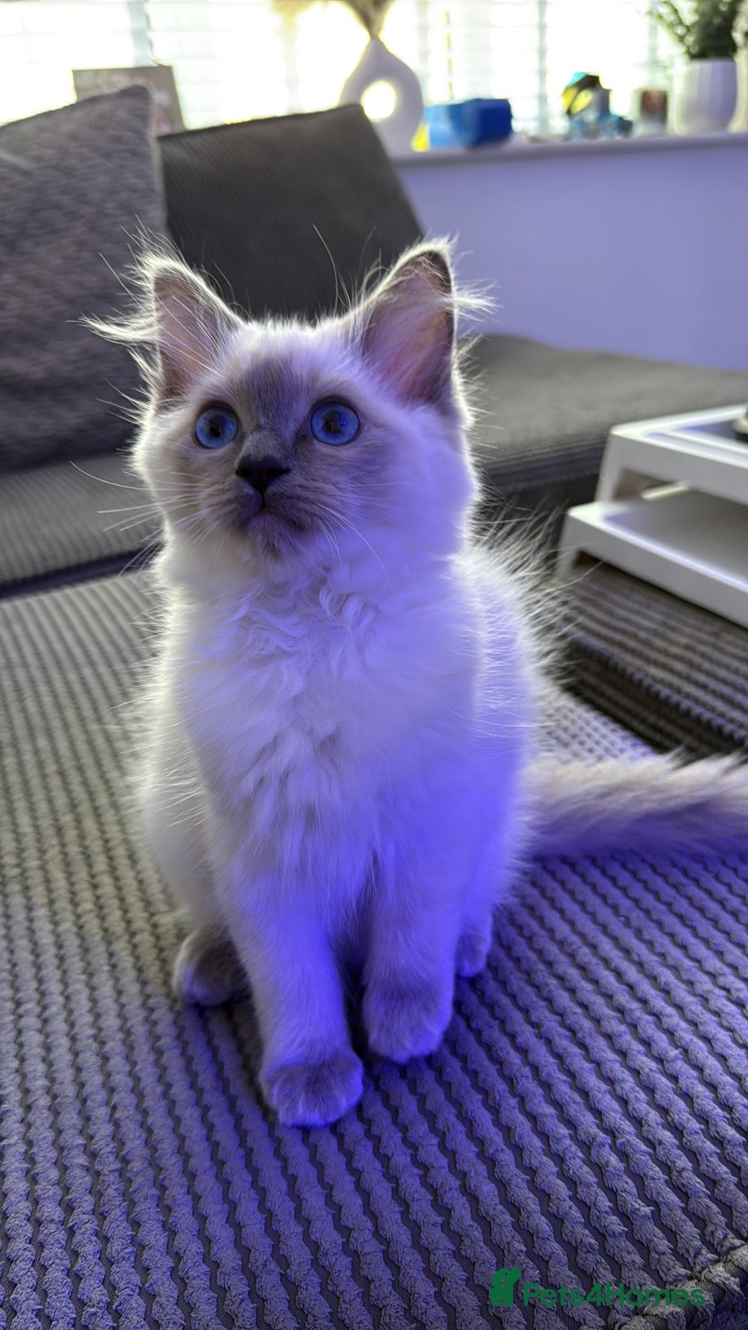 Ragdoll cats for sale: Female Blue Point Ragdoll Kitten - Image 2