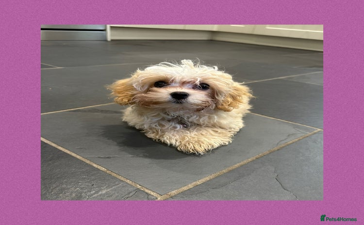 Maltipoo dogs - Advert 13