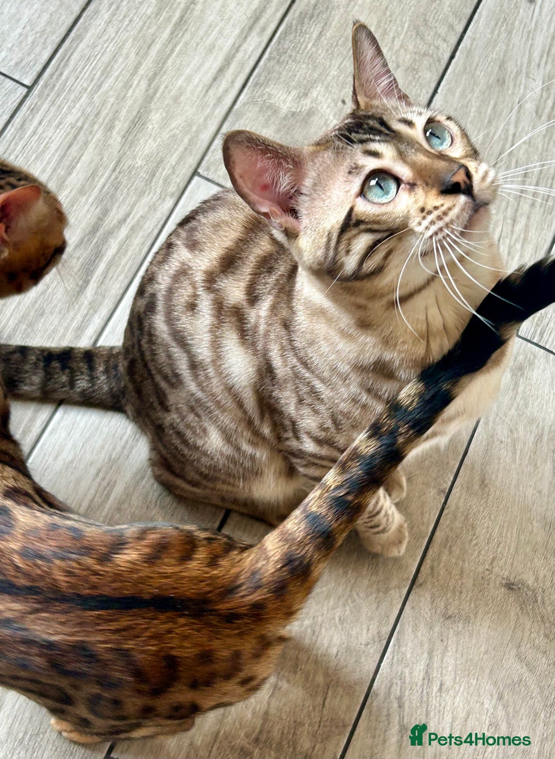 Bengal cats for sale: 6 Gorgeous Bengals kittens ready for reservation  - Image 29