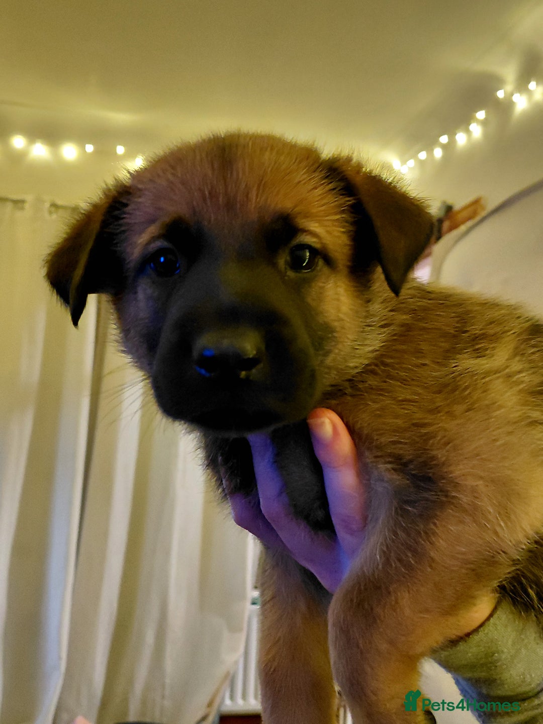 Belgian Shepherd Dog dogs for sale:  beautiful belgain mali only 1 left - Advert 2