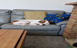 American Bull Staffy dogs for stud: Looking to stud - Image 23