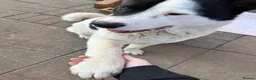Akita dogs for sale: Kaizer - Advert 5
