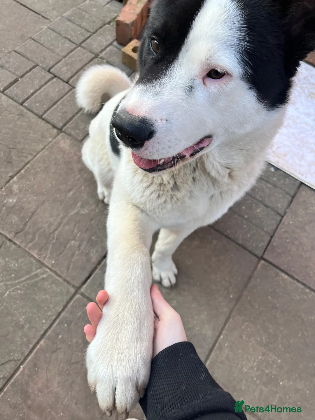 Akita dogs for sale: Kaizer - Advert 5
