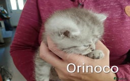 Persian cats for sale: Persian Cross - Ready 12th November  - Image 9