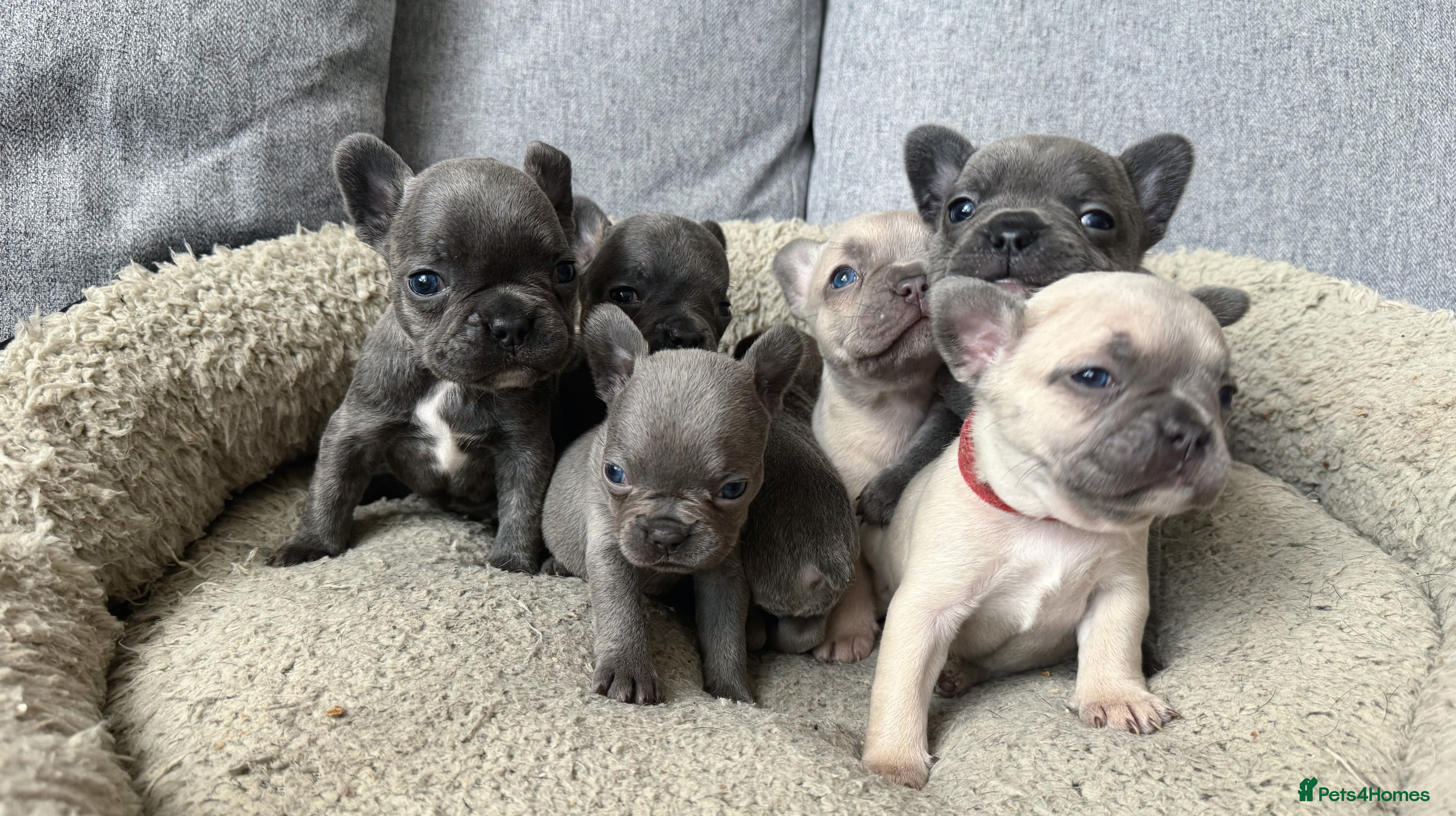 French Bulldog dogs 🎉 New years pups 🎉 7 adorable French bulldog pup - Advert 12