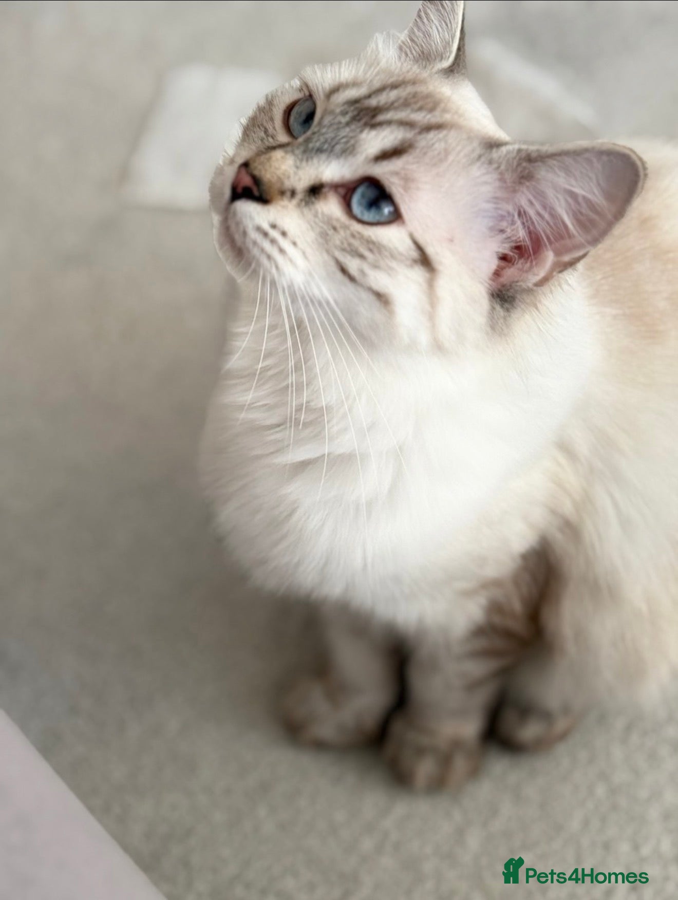 British Shorthair cats gorgeous 4 British short hair with blue eyes  - Advert 1