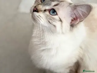 British Shorthair cats gorgeous 4 British short hair with blue eyes - Advert 1