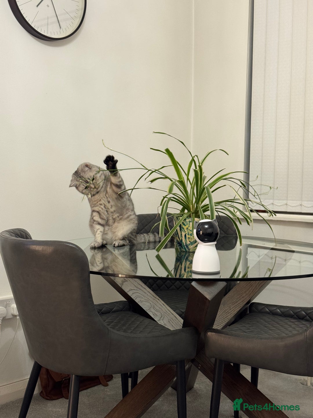 British Shorthair cats for sale: BSH Silver Tabby  - Advert 7