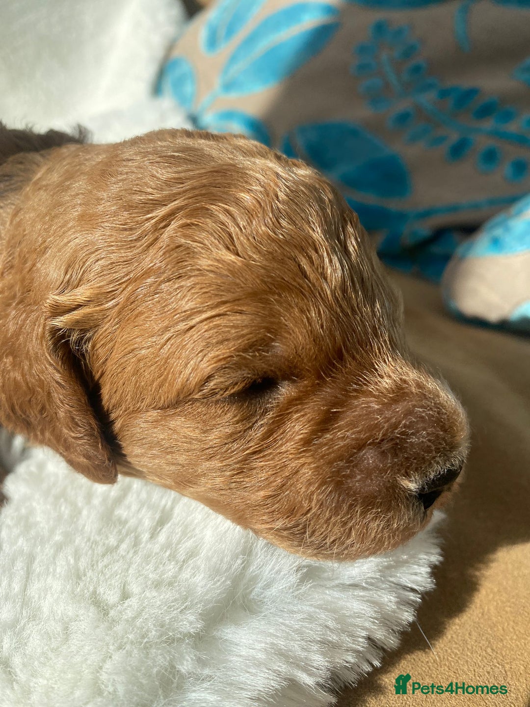 Mini Goldendoodle dogs for sale: 8 Lovingly Raised Miniature Goldendoodles  - Image 10