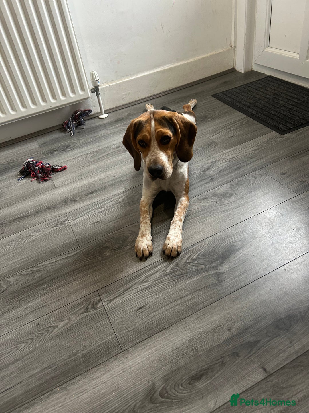 Beagle dogs for sale: Charlie Beagle - Image 1