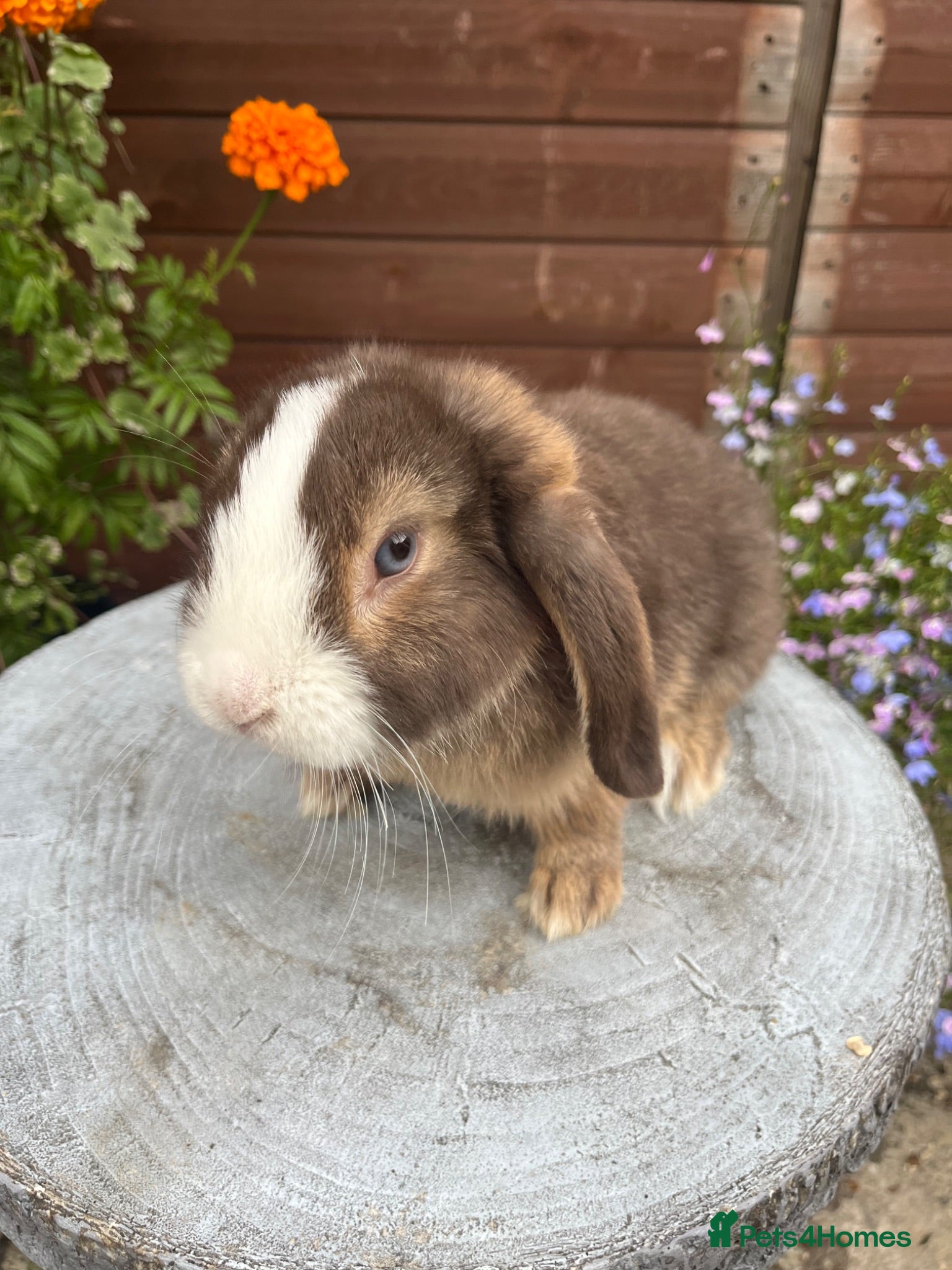 Mini Lop rabbits Gorgeous mini lop buck ready to go now   - Advert 19