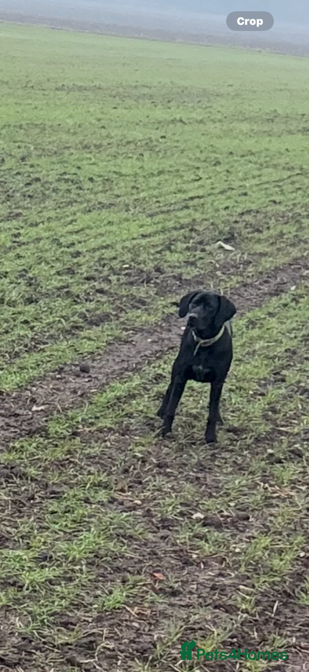 Mixed Breed dogs for sale: German pointer cross Hungarian vial in Doncaster - Advert 2