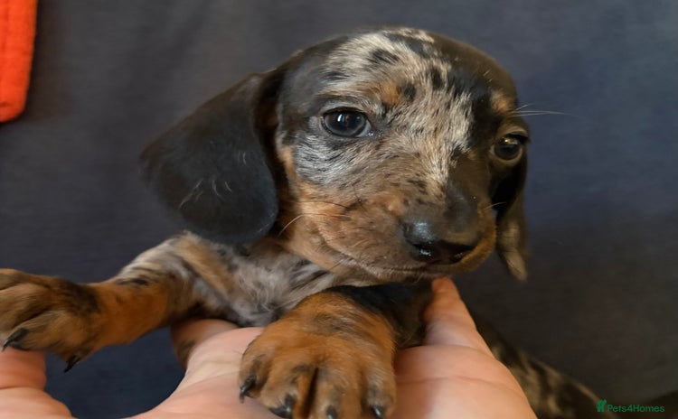 Miniature Dachshund dogs - Advert 2