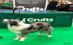 Border Collie dogs for sale: Champion line puppies  - Image 11
