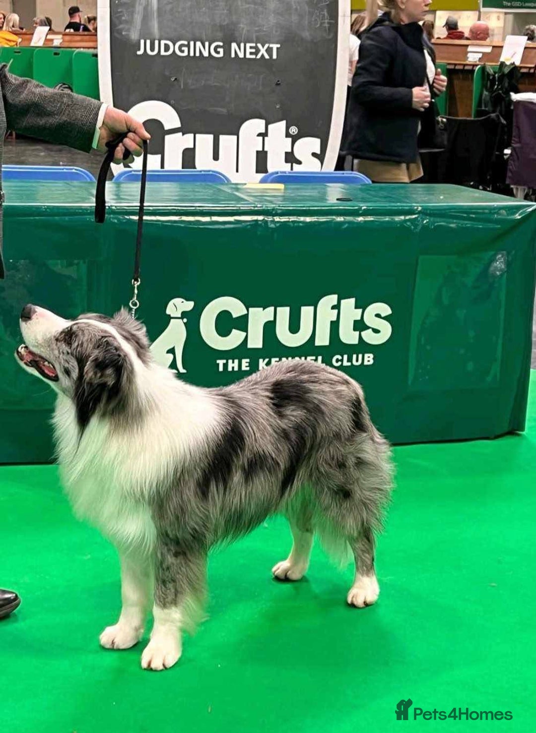 Border Collie dogs for sale: Champion line puppies  - Image 11