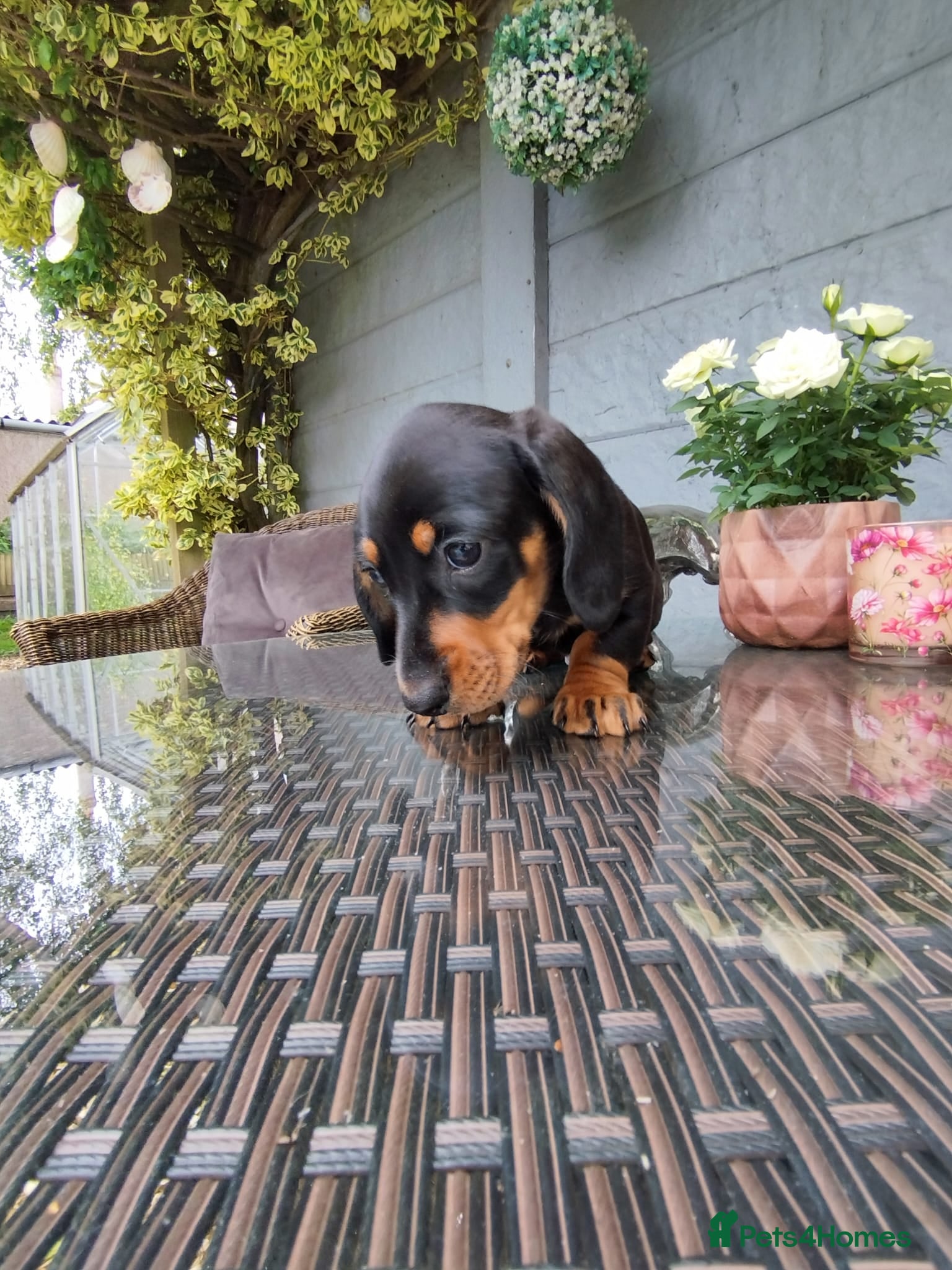 Dachshund dogs Last Beautiful short hair dachshund puppie - Advert 1