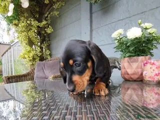 Dachshund dogs Last Beautiful short hair dachshund puppie - Advert 1