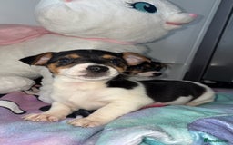 Jack Russell dogs for sale: 💙 4 beautiful Jack Russell’s 🩷 - Image 4