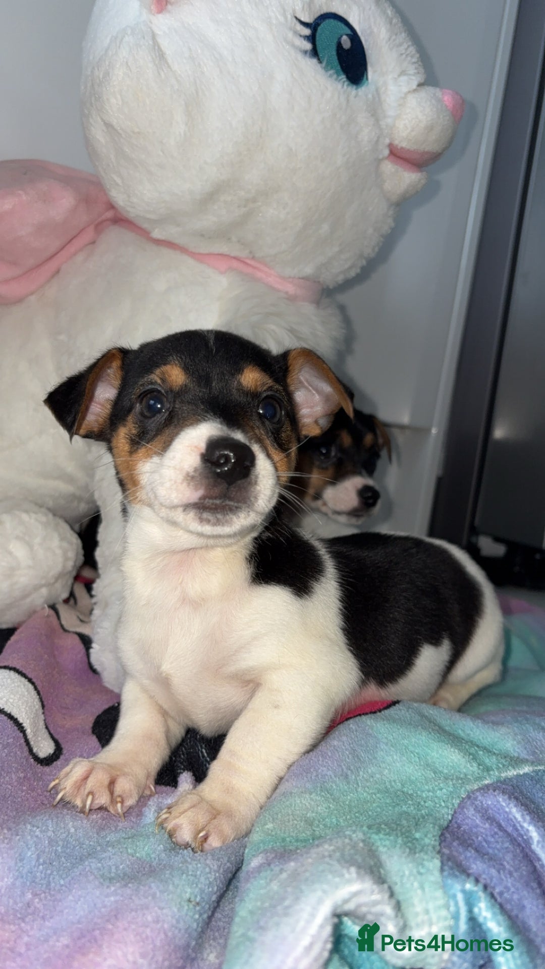 Jack Russell dogs for sale: 💙 4 beautiful Jack Russell’s 🩷 - Image 4