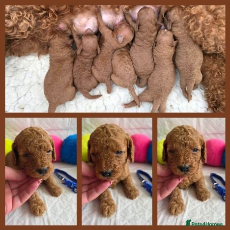 Cavapoo dogs 🥇Finest Quality Beautiful Deep Red Cavapoos 🥇 - Advert 5