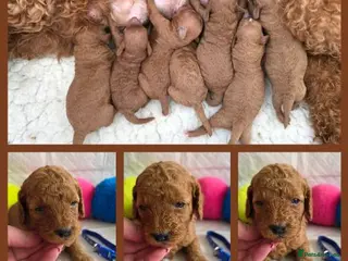 Cavapoo dogs 🥇Finest Quality Beautiful Deep Red Cavapoos 🥇 - Advert 5