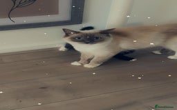 Ragdoll cats for sale: Ragdoll mix beautiful kittens  - Image 5