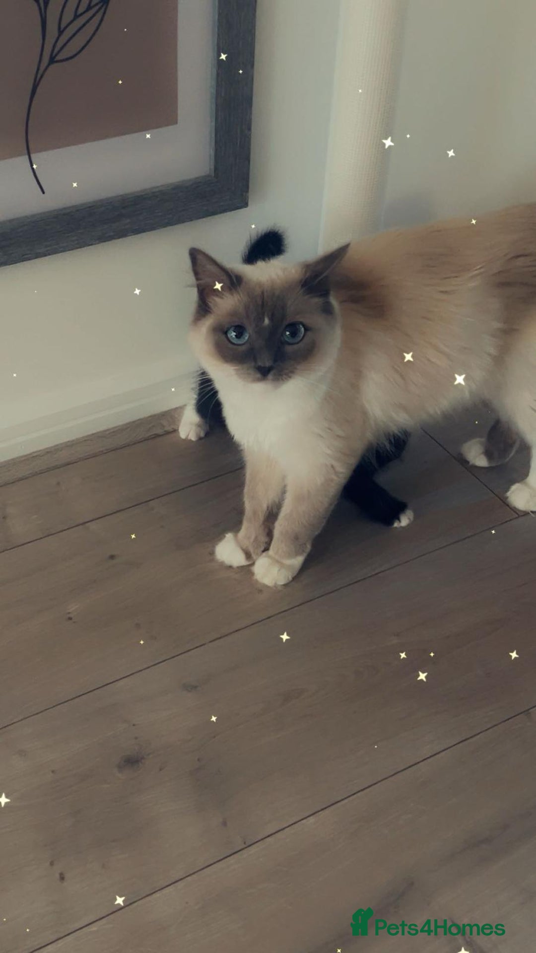 Ragdoll cats for sale: Ragdoll mix beautiful kittens  - Image 5