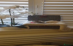 Scottish Fold cats for sale: 😻 Adorable Scottish Fold Kittens For Sale😻 - Image 16