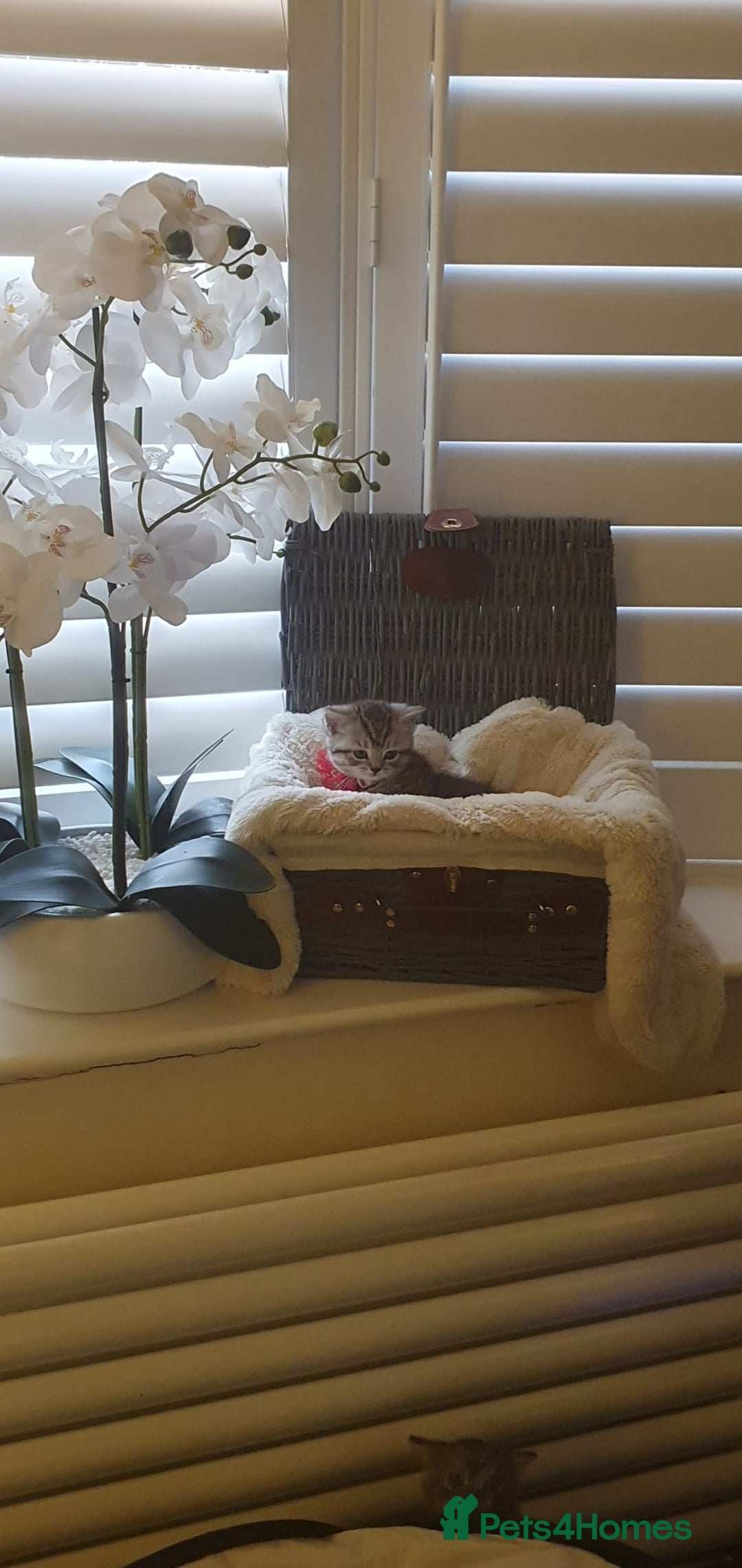 Scottish Fold cats for sale: 😻 Adorable Scottish Fold Kittens For Sale😻 - Image 16