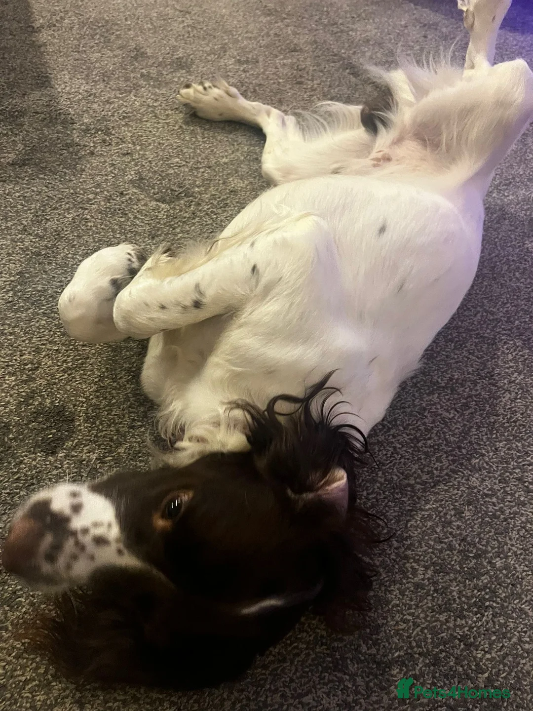 English Springer Spaniel dogs for stud: KC registered English springer spaniel - Advert 2