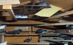 Pigeons birds for sale: Pigeons for sale in Leicester - Image 6