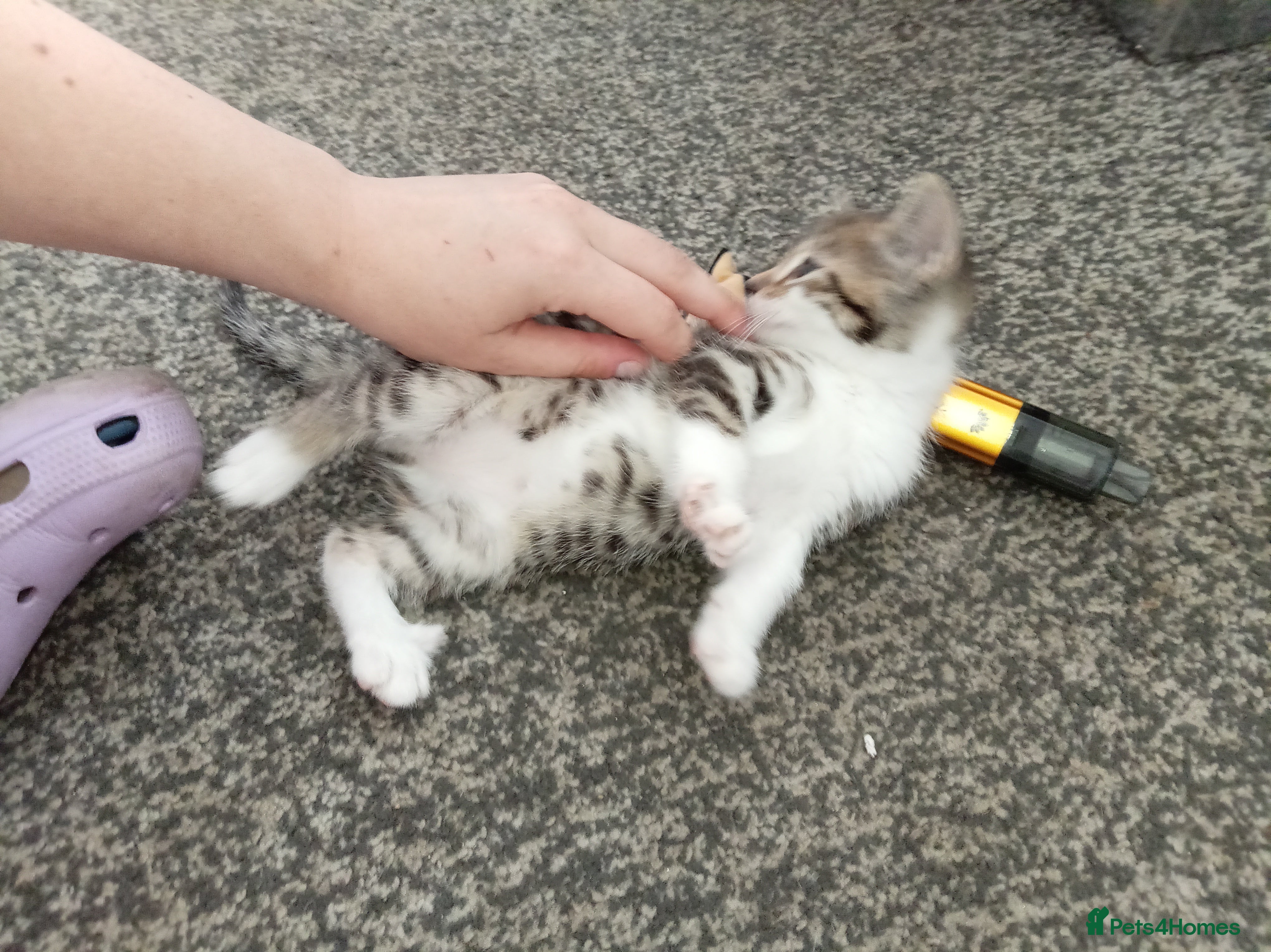 Bengal cats for sale: 2 male Bengal kittens - Advert 6