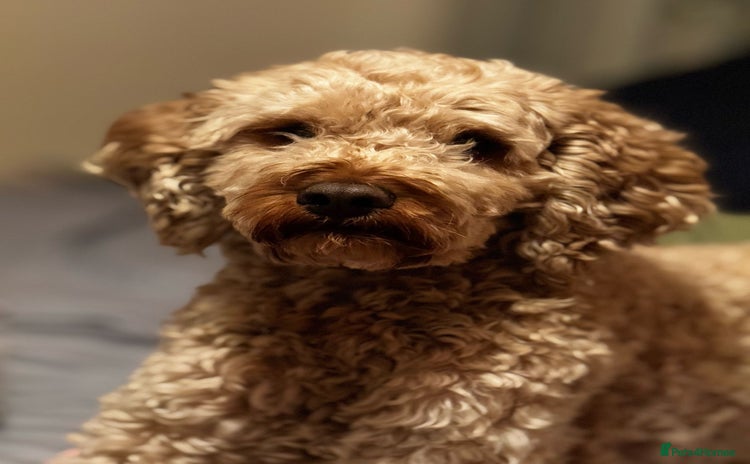 Irish Doodle dogs - Advert 1