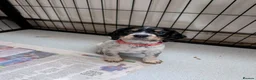 Cocker Spaniel dogs for sale: 3 female Cocker Spaniels  in Maidenhead - Advert 9