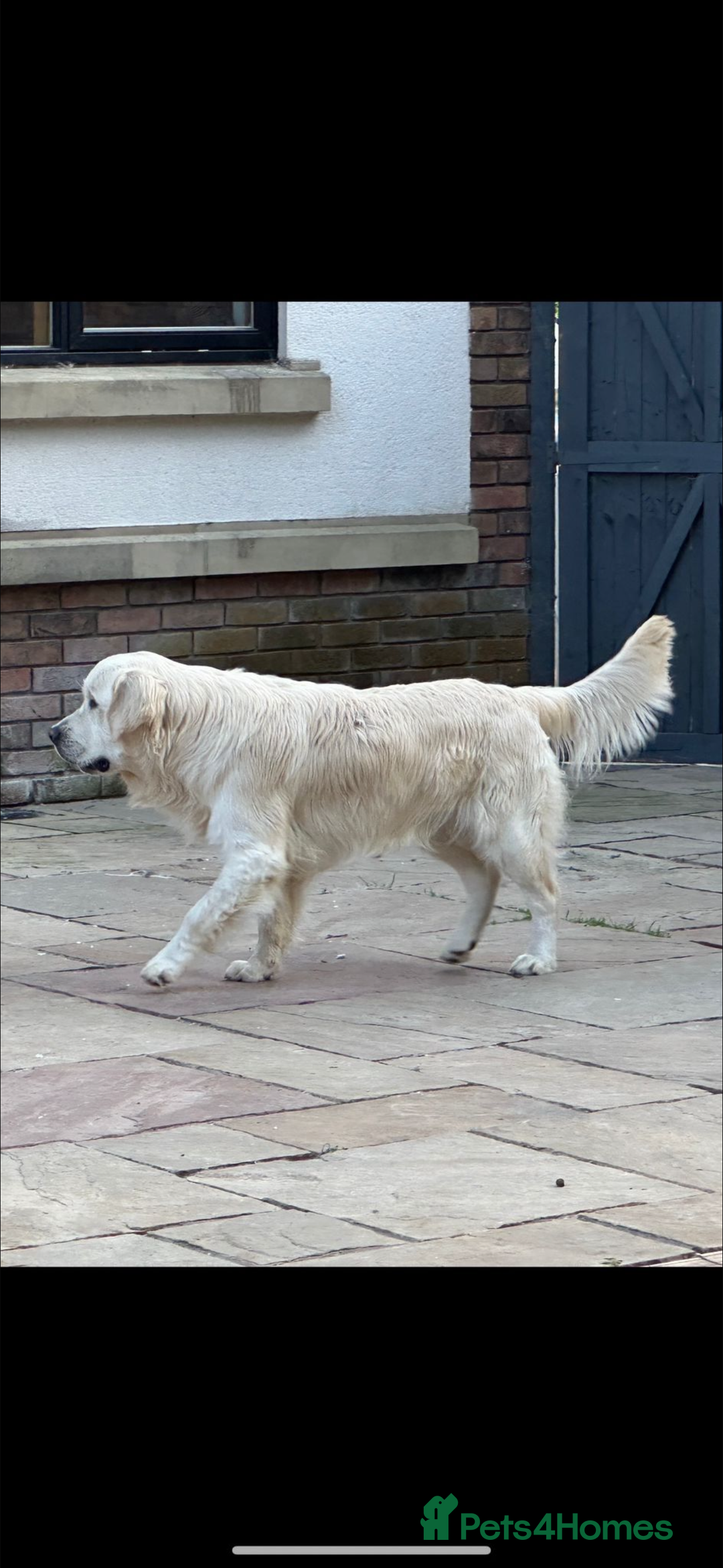 Golden Retriever dogs for sale: Health Tested Parents cream Golden Retriever Puppy - Advert 6