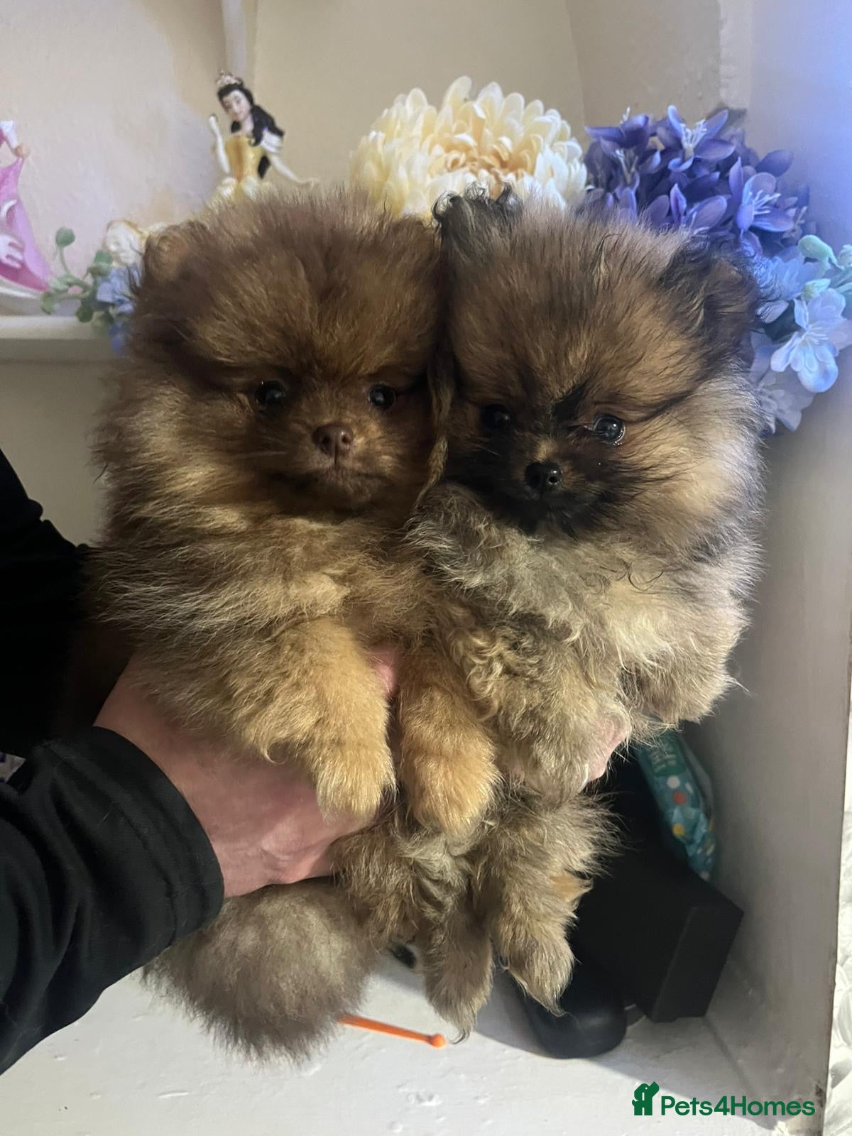 Pomeranian dogs Outstanding Pomeranian boys  - Advert 3