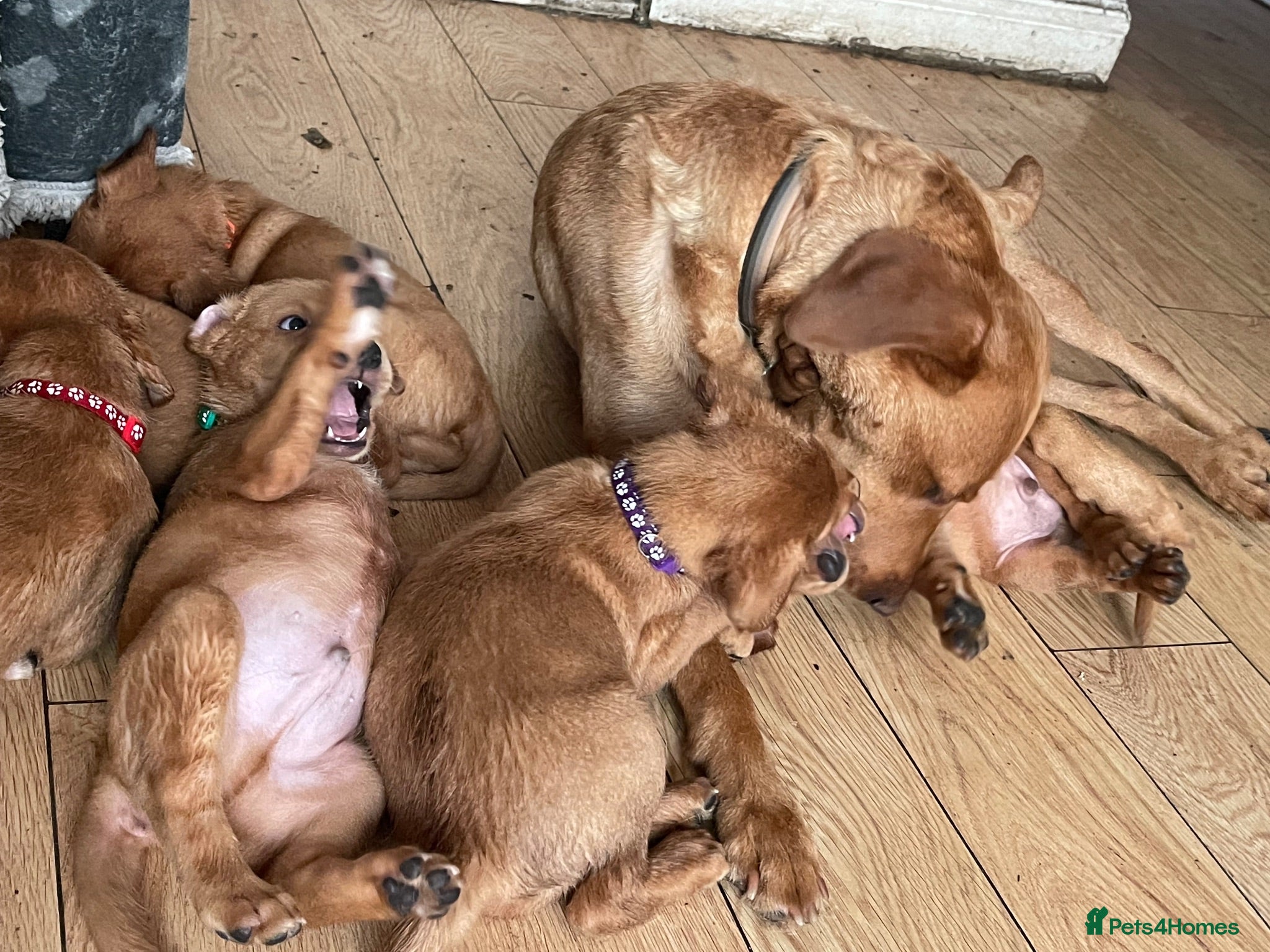 Labrador Retriever dogs Stunning Fox Red Labrador puppies - Advert 1
