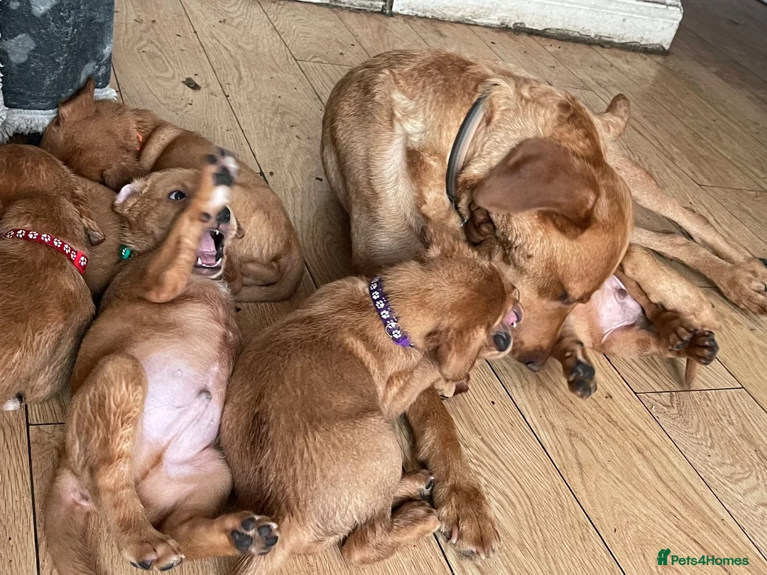 Labrador Retriever dogs for sale: Stunning Fox Red Labrador puppies - Advert 1