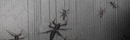 Stick Insects invertebrates for sale: Peruphasma schultei black beauty stick insects - Advert 4
