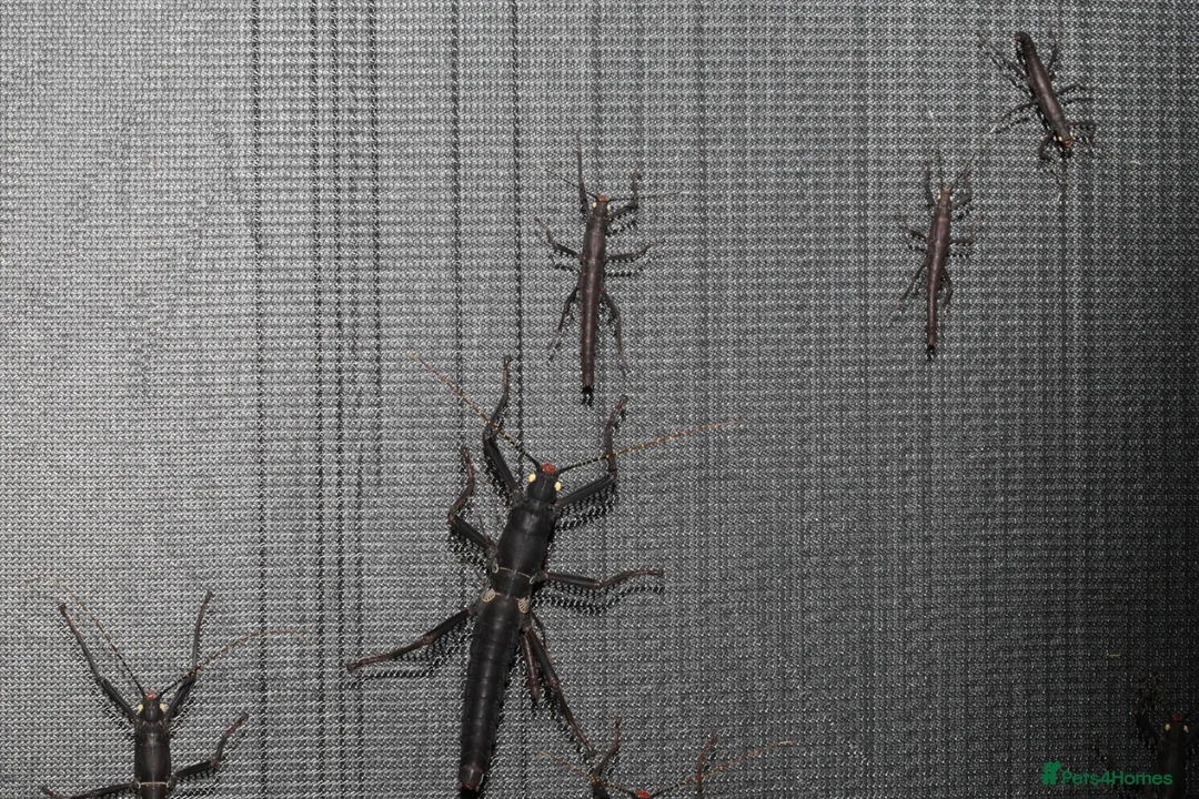 Stick Insects invertebrates for sale: Peruphasma schultei black beauty stick insects - Advert 4